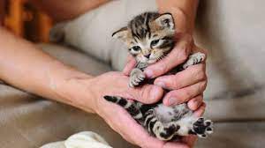 Cómo reconocer el sexo de un gato cuando es bebé? - VeoVerde