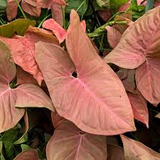 Image result for Syngonium podophyllum