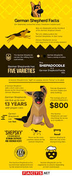 Cheerful, obedient and eager to learn. 40 German Shepherd Facts You Never Knew About