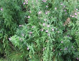 Image result for Epilobium hirsutum