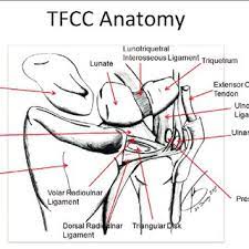 Anatomy atlases is a digital library of human anatomy information. Tfcc Anatomy 18 The Tfcc Consists Of The Triangular Fibrocartilage Download Scientific Diagram