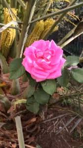 ورد المدينة من مزرعه عمي Flowers Flower Tattoos Rose