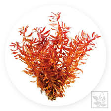 Image result for Nesaea crassicaulis