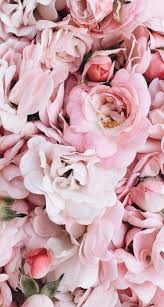 64 Ideas Flowers Aesthetic White Background For 2019 Flower Background Wallpaper Flower Aesthetic Amazing Flowers