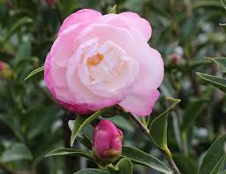 If the water supply throughout the summer months is not enough, the buds. Camellia Paradise Blush Nz