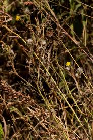 Image result for Sonchus bipontini