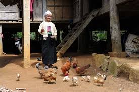 In 2016, the population of broiler chickens in the us alone was more than 8.7 billion. Dynamics And Patterns Of The Egg Industry In The Emerging Market Countries Between 2007 And 2017 Zootecnica International