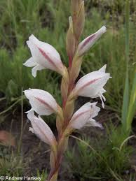 Image result for Gladiolus elliotii