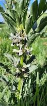 Image result for Vicia faba