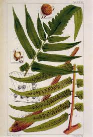 Image result for Cyathea mildbraedii