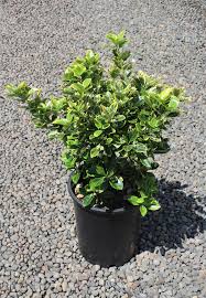 Image result for Ozoroa marginata