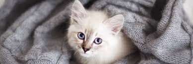 You can browse all adoptable. Weekly Adoption Events Kitten Rescue