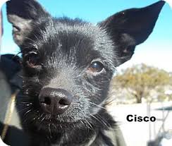 The best way to determine the temperament of a mixed breed is to look up all breeds in the cross and know you can get any combination of any of the characteristics found in either breed. Las Cruces Nm Chihuahua Meet Cisco A Pet For Adoption