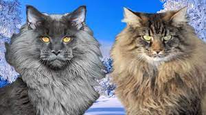See full list on thediscerningcat.com Pin On Norwegian Forest Cats