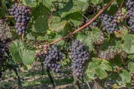 How much wine does 1 acre of grapes produce? How To Grow Grapes Niagara On The Lake Wineries