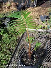 Image result for Acanthophoenix rubra