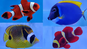 Order saltwater fish and inverts online to arrive at your door the next day! Marine Fish Shop In India Youtube