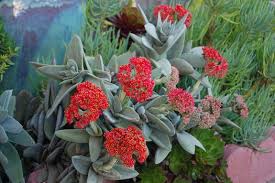 Image result for Crassula perfoliata