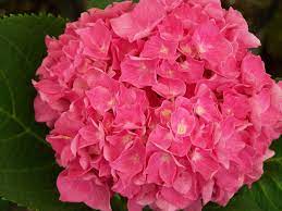 Wirefly helps you save on cell phones and plans by offering innovative comparison tools so consumers can make educated choices. Flowers More Florist In Scotland South Dakota