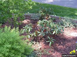 Prune the suspected branches and split them open longitudinally to see if larvae are present. What S Wrong With My Plant Garden University Of Minnesota Extension