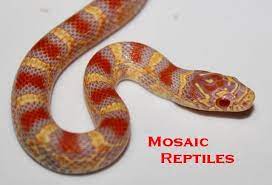 Amazing Designer Snakes Bred At Http Www Mosaicreptiles Com With Images Snake Breeds Snake Breeds