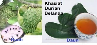 Teh herba durian belanda, kuala pilah, malaysia. Anim Agro Technology Durian Belanda Hebat Khasiatnya