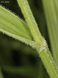 Image result for Fuirena stricta