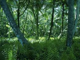 Fish and wildlife service/palmyra atoll national wildlife refuge. Palmyra Atoll Forest