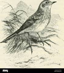 British birds in their haunts. Birds -- Great Britain. 176 ANTHID^. shore,  but there of very common occurrence. Every one familiar with the sea-coast,  must have observed it moving through the