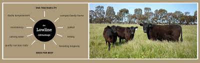 Benefits Of Australian Lowline Beef Cattle Alca