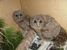 Check spelling or type a new query. Trixes Ta Agria Mwra Ths Anoi3hs Pote Kai Pws 8a Ta Boh8hsoyme
