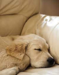 Want To Play Sleeping Dogs Assistance Dog Pets