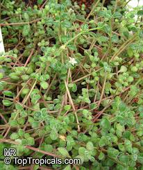 Image result for Crassula expansa