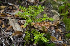 Image result for Phyllocladus trichomanoides