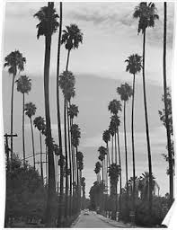 Whether it's a vintage reproduction from a 1950s shoot or a more contemporary photo with an edge, this subject matter is guaranteed to add a little glamour and style cred to your space. Vintage Black White California Palm Trees Photo Poster By Bravuramedia Black And White Picture Wall California Palm Trees Black And White Photo Wall