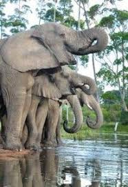 Unique Elephant Experiences Knysna Elephant Park Elephant Elephant Park