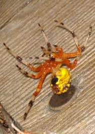 The males don't have the red markings and are half the size of the females. Spiders Archives Page 259 Of 348 What S That Bug