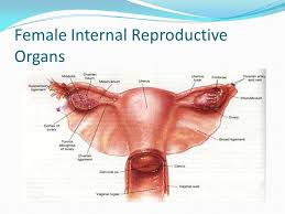 Internal genitalia, female — the internal genital structures of the female include the ovaries, the fallopian tubes, the uterus (womb) and the vagina. The Female Reproductive System Ppt Video Online Download