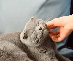 In light of the extraordinary circumstances were are living in, dr. Welcome To Johns Creek Veterinary Clinic Veterinarians In Johns Creek