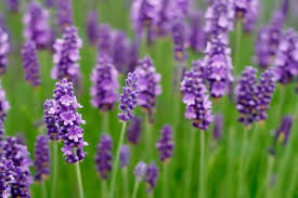 A group for anyone interested in the wild & native flowering plants & fungi of ireland & the uk. Foraging Is Easy Learn 50 Plants In Just 10 Minutes