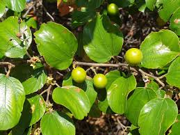 Image result for Ziziphus mauritiana