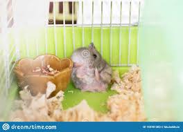 In erster linie dient das haus dem hamster als ein ort, an dem er sich zurück ziehen. Hamster Der In Einem Kafig Aus Dem Haus Schaut Stockbild Bild Von Tier Haus 155781383