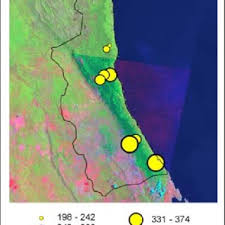 Image result for Rytigynia kiwuensis