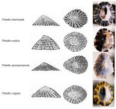 Image result for Patella aspera