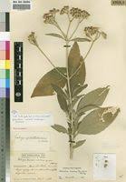 Image result for Bothriocline inyangana