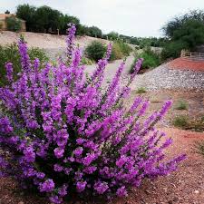 Year round flowering plants texas. Flowering Shrubs Garden Wendys Hat Planting Flowers Plants Garden Shrubs