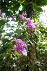 Image result for Calvoa