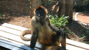 Old world monkeys and humans share a common ancestor. Black Handed Spider Monkey Attraction Cfz Animals