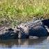 Facing the jaws of death: few survive a crocodile attack