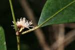 Image result for Trilepisium madagascariense
